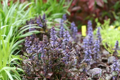 Аюга (живучка) ползучая Ивнинг Глoу Ajuga reptans Evening Glow - купить  многолетники с доставкой по Украине в магазине Добродар