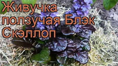 Живучка ползучая Блэк Скэллоп (black scallop) 🌿 обзор: как сажать, рассада  живучки Блэк Скэллоп - YouTube