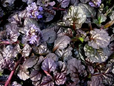 Живучка Блэк Скаллоп (Ajuga reptans Black Scallop) - описание сорта, фото,  саженцы, посадка, особенности ухода. Дачная энциклопедия.