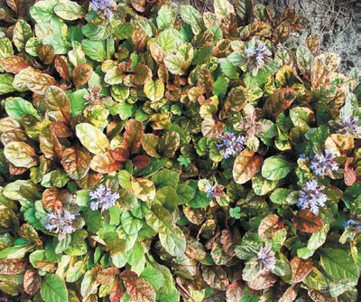 Живучка ползучая Мультиколор (Multicolor) (Ajuga reptans «Multicolor») -  описание сорта, фото, саженцы, посадка, особенности ухода. Дачная  энциклопедия.