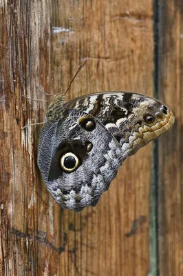 Тропические Polytes Papilio бабочки Черная бабочка Стоковое Фото -  изображение насчитывающей ñ†ð²ðµñ‚ð°ñ ñ‚o, ñ‡ðµñ€ð½ñ‹ð¹: 145534570