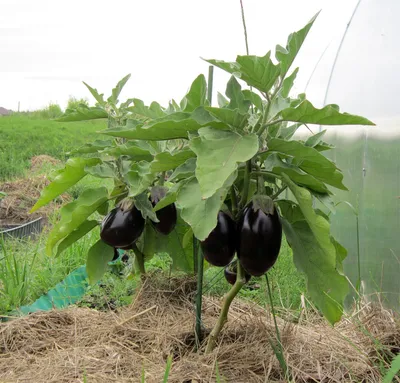 Выращивание баклажанов - от рассады до урожая - Огород - tomat-pomidor.com