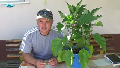 Кусты ломятся от урожая баклажан! Придерживаюсь этих золотых правил  выращивания баклажан - YouTube