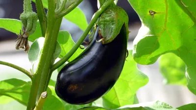 Баклажаны: грамотное пасынкование и уход для хорошего урожая