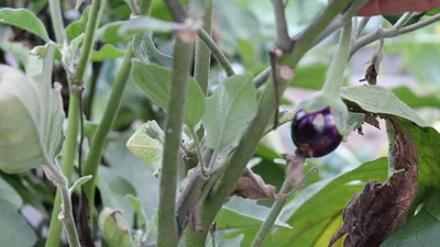 Выращивание рассады баклажанов в открытом грунте - Fazenda