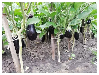 Семена Баклажан Алешка F1, Premium seeds, ОГ - купить по выгодной цене |  Урожайка