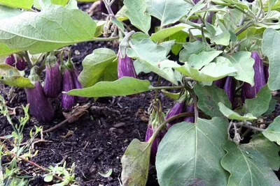 Как выращивать баклажаны в открытом грунте. Высадка рассады, уход. Фото —  Ботаничка