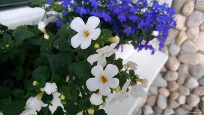 Бакопа ампельная (сутера) Bacopa speciosa 'Snowflake' - «Бакопа - самые  лестные отзывы. Балконное ампельное растение. Есть фото, посадка и уход,  неприхотливое, для подвесных кашпо.» | отзывы