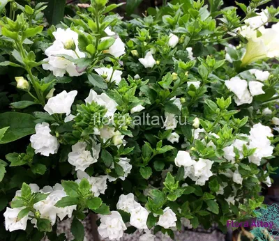 Бакопа Bacopa Double Snowball White | Flora Altay