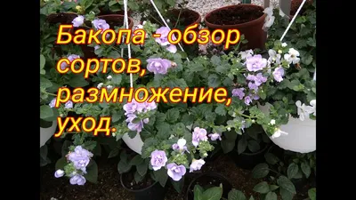 Калибрахоа каблум белая агроника — купить в городе Пермь, цена, фото —  Дивный сад