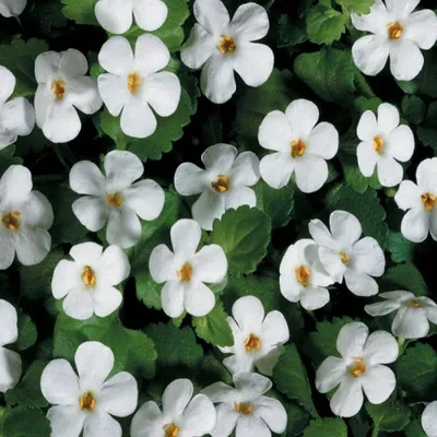 Бакопа мегакрупная (Bacopa White) белая