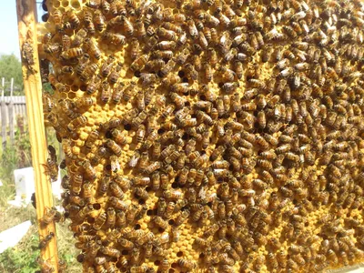Пчелиные матки Бакфаст - Производство и продажа пчелопакетов, пчелиных  маток Карника, Карпатка, Бакфаст.