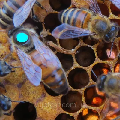 Бджолині матки Бакфаст, плідні.: продажа, цена в Днепре. Пчеловодство от  \"Бджоляр-Днепр\" - 1217840639