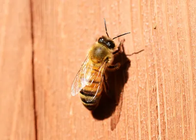 Бакфаст: порода пчел, матка, фото, недостатки, особенности содержания,  отзывы
