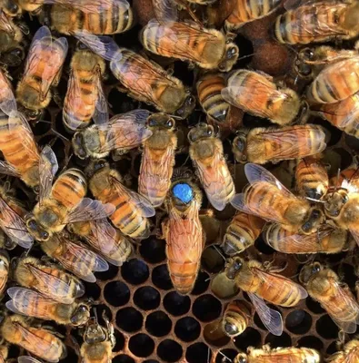 Купить пчеломаток Бакфаст – преимущества, цены, описание | \"Нектар\"