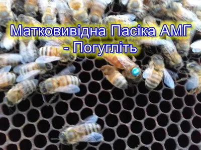 Матки Бакфаст Плодные пчеломатки Матка Ф0 ИО или островная Б76АМГ  бджоломатки, цена 2200 грн — Prom.ua (ID#1539957586)
