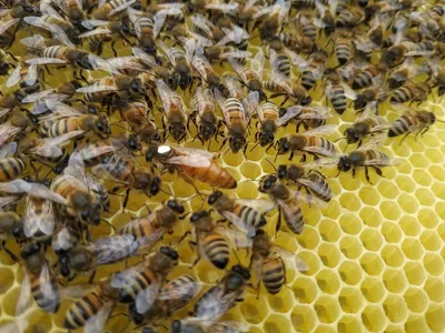 Бджоломатки Бакфаст F-1 , пакети травень 2023р.: 300 грн. - Сельхоз  животные Дубровица на Olx