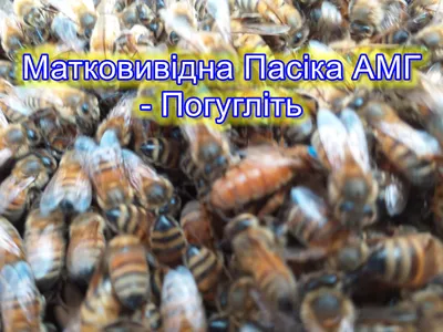 Матки Бакфаст Плодные пчеломатки Б55АМГ бджоломатки, цена 400 грн — Prom.ua  (ID#1539957329)