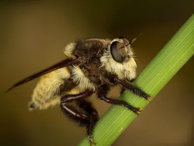 О гибридах пчёл. Почему не следует покупать Бакфаст, Карнику и т.п. —  Сибирский мёд с предгорья Саян
