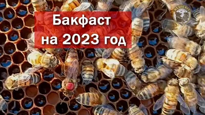 Купить Бакфаст в 2023 году Материнки Бакфаст на 2023 год Старт продаж -  YouTube