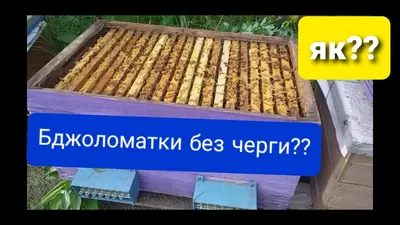 Як купити бджоломатки без черги та запису Матки бакфаст Б76амг - YouTube