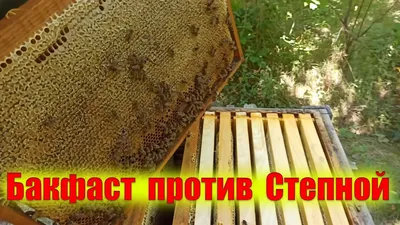 Бакфаст против украинской степной пчелы в одинаковых условия на подсолнух -  YouTube