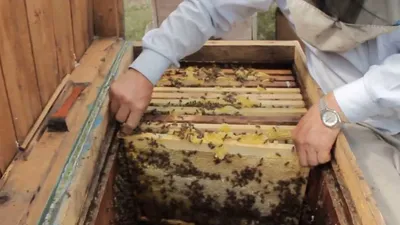Бакфаст видео материалы разных пчеловодов - Добрая пчелка