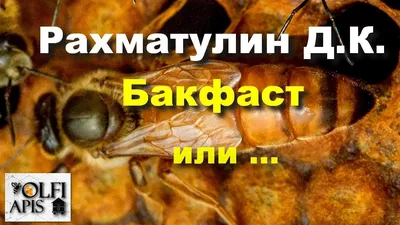 Рахматулин Д. К. Бакфаст или ...??? - YouTube