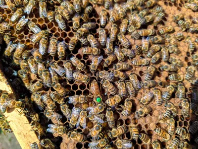 Плодная матка “Бакфаст” F1 2022 – Beecity Магазин пчеловодства