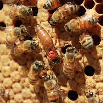 Порода пчел бакфаст: плюсы и минусы, разведение, советы эксперта