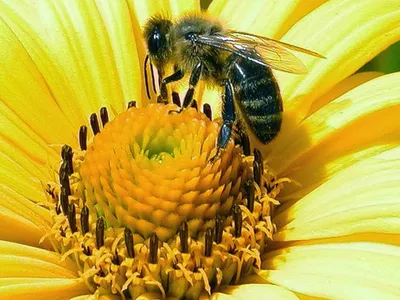 Пчелы порода Бакфаст и Элгон. Продуктивность пчел. Как правильно выбрать  породу пчел. Создание продуктивной пчелосемьи. Пчелиные породы
