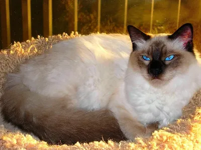 Балинезийская кошка: фото, характер, описание породы кошек балинез | Блог  зоомагазина Zootovary.com
