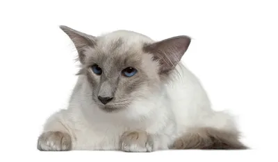 Балинезийская кошка описание породы | КотПроглот