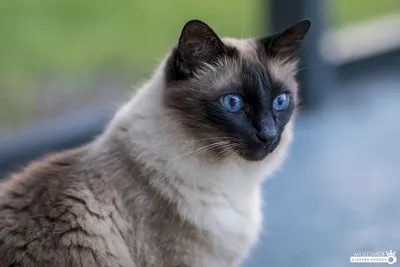 Балинезийская кошка (42 лучших фото)