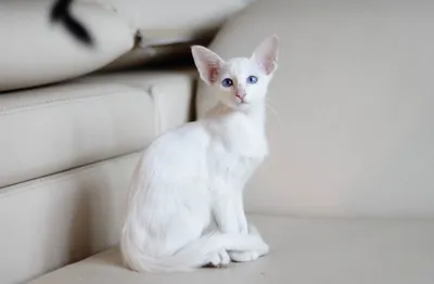Сколько стоит балинезийская кошка или балинезийский кот, где цена дешевле в  Москве или за рубежом, как выбрать и купить котёнка балинезийской породы