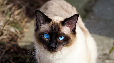 Балинезийская кошка (балинез), описание породы, уход, фото