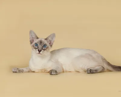 Скачать 1280x1024 балийская, балинез, балинезийская кошка, порода, окрас  обои, картинки стандарт 5:4
