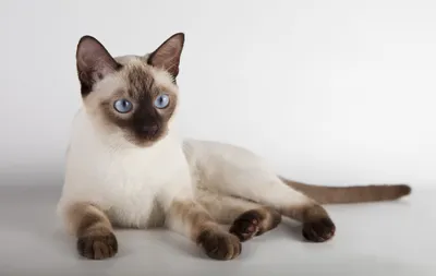 Тайская кошка: описание породы с фото — Pet-Mir.ru