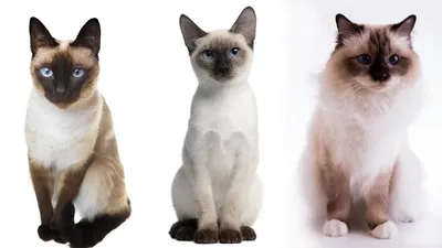 Топ пород кошек, которые ну очень похожи: а вы бы отличили? - Питомцы  Mail.ru