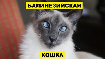 Балинезийская кошка плюсы и минусы породы | Породы кошек | Балинезийская  порода кошек | Кошки - YouTube