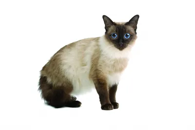 Балинезийская кошка фото