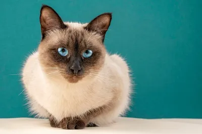 Портрет тайской кошки на голубом фоне тайская кошка крупным планом |  Премиум Фото