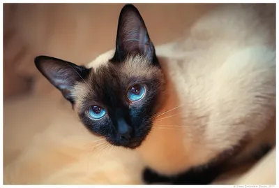 Тайская кошка, описание и стандарты породы, характер, цена, фото