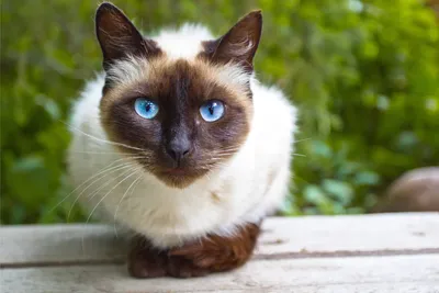 Балинезийская кошка купить в Чите | Животные и зоотовары | Авито