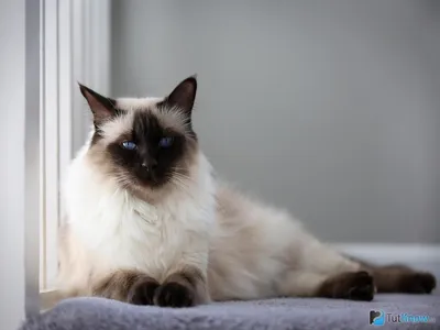 Завораживающий взгляд: 8 пород кошек с голубыми глазами