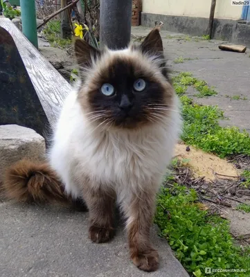Балинезийская кошка (балийская кошка, балинез) - «Пушистый красавец.» |  отзывы