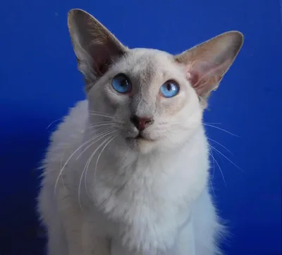 Балинезийская кошка: описание породы, характера, ухода, фото