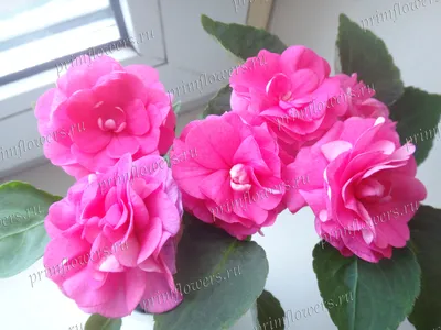 Бальзамин Diadem Pink (DIADEM SERIES) | Primflowers.ru - Фуксии, Бальзамины,  Хойи