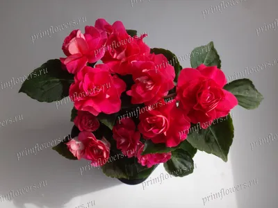 Бальзамин Fiesta Burgundy Rose (FIESTA SERIES) | Primflowers.ru - Фуксии,  Бальзамины, Хойи