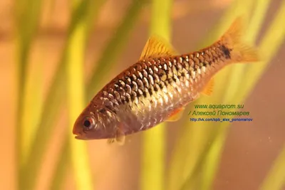 Барбус Шуберта / Gold barb / Puntius semifasciolatus